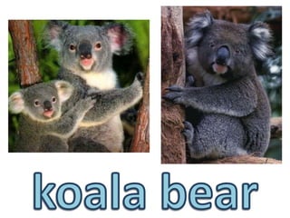 koala bear