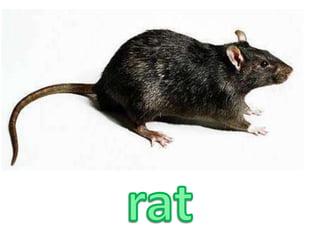 rat