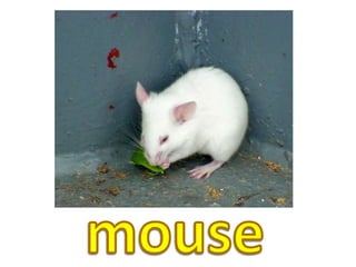 mouse