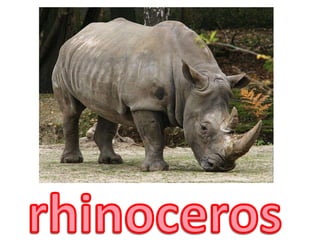 rhinoceros