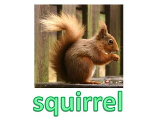 squirrel