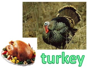 turkey