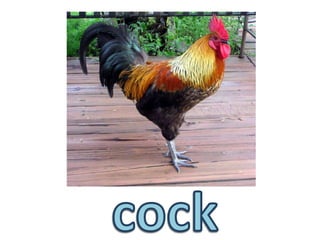 cock