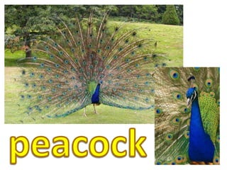 peacock