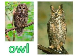 owl