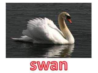 swan