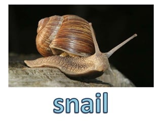 snail