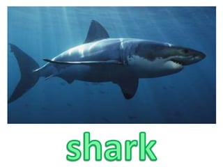 shark