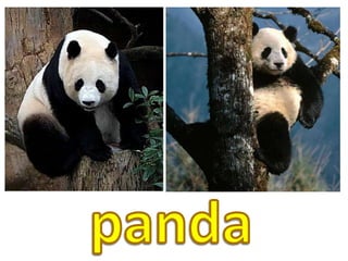 panda