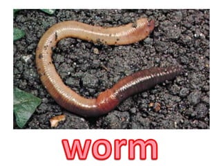 worm
