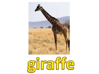 giraffe