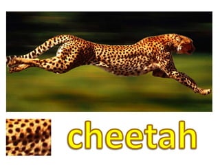 cheetah
