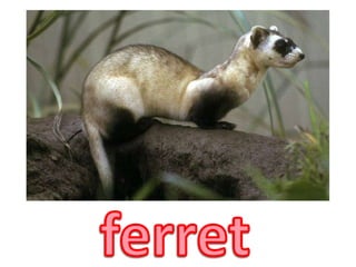 ferret