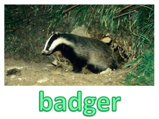 badger