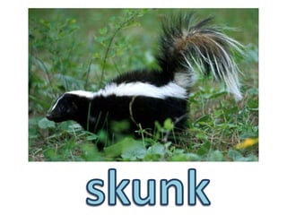 skunk