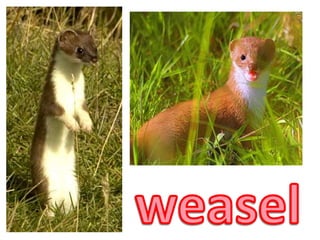 weasel