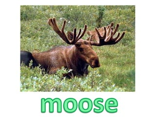 moose