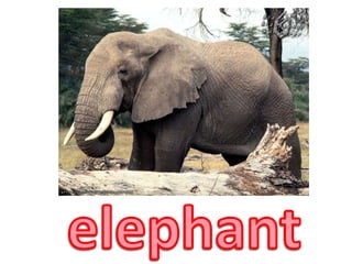 elephant