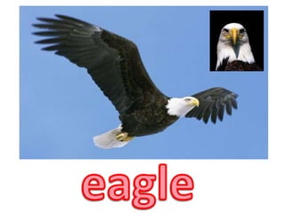 eagle