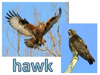 hawk