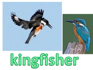 kingfisher