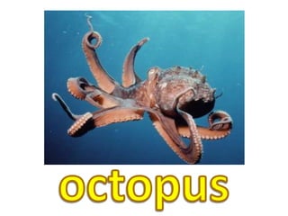 octopus