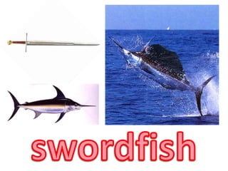 swordfish