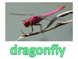 dragonfly