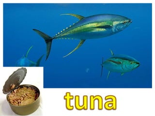 tuna
