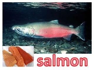 salmon