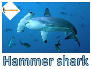 Hammer shark