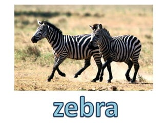 zebra