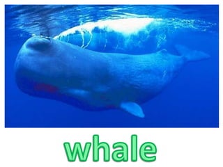 whale