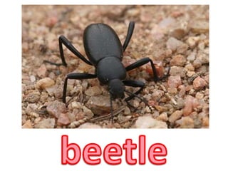 beetle