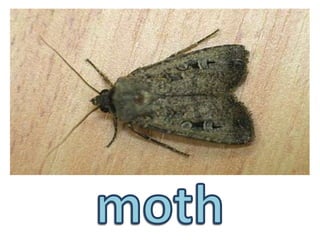 moth
