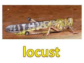 locust