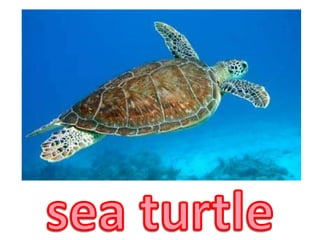 sea turtle