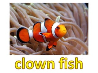 clown fish