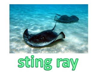 sting ray