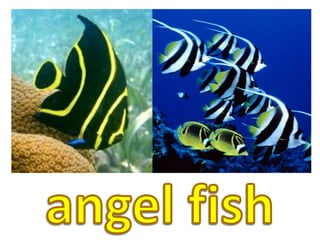 angel fish