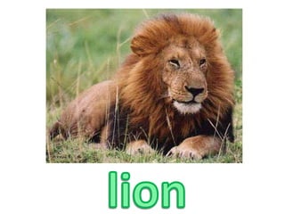 lion