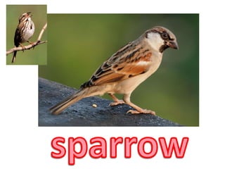 sparrow