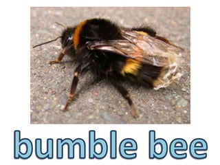 bumble bee