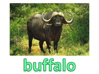 buffalo