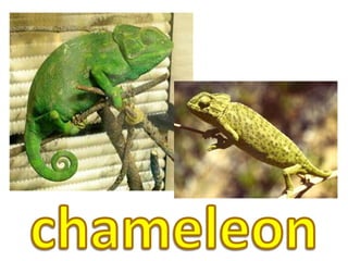 chameleon