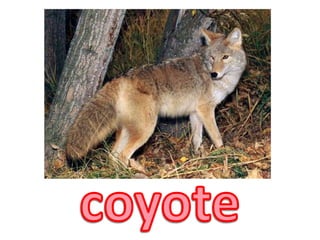 coyote