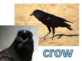 crow