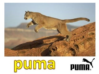 puma