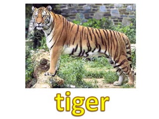 tiger