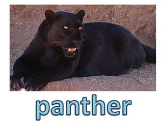 panther